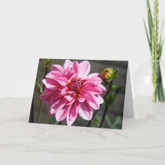 Pink Dahlia Greeting Card