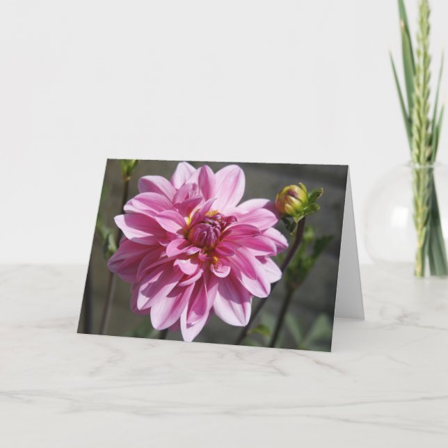 Pink Dahlia Greeting Card (Front)