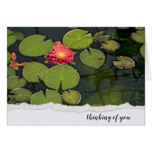 Pink Dahlia In Lily Pads