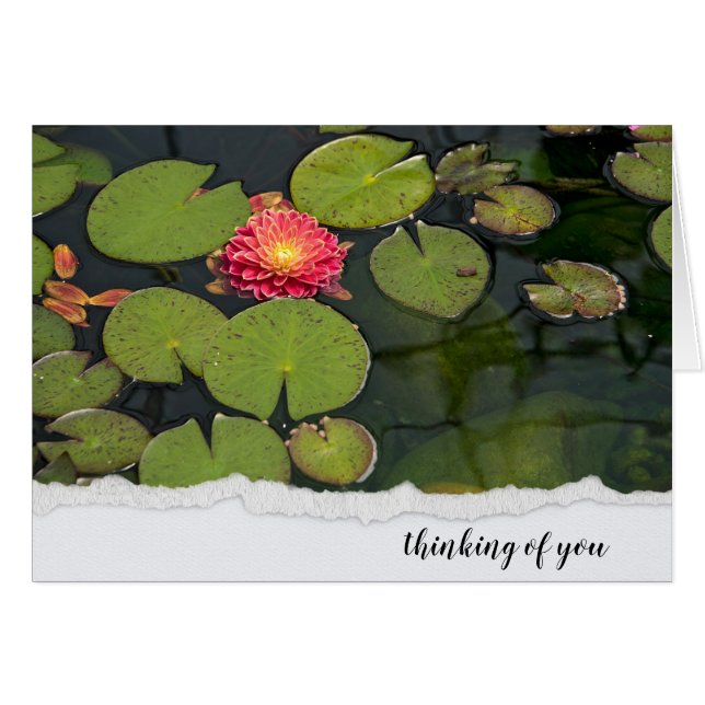 Pink Dahlia In Lily Pads (Front Horizontal)