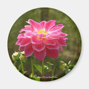 Pink Dahlia-Magnet Magnet