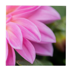 Pink Dahlia Petals Ceramic Tile