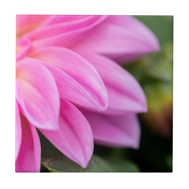 Pink Dahlia Petals Ceramic Tile (Front)