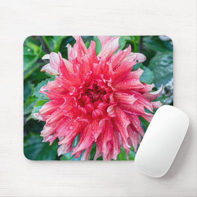 Pink Dahlia Photography, Canadian Flower Mouse Pad (With Mouse)