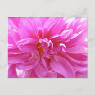 Pink Dahlia Postcard