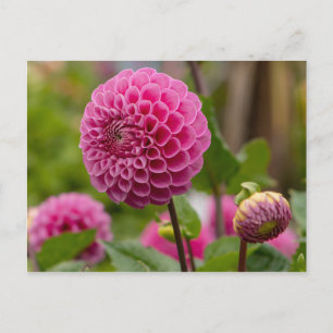 Pink Dahlia Postcard