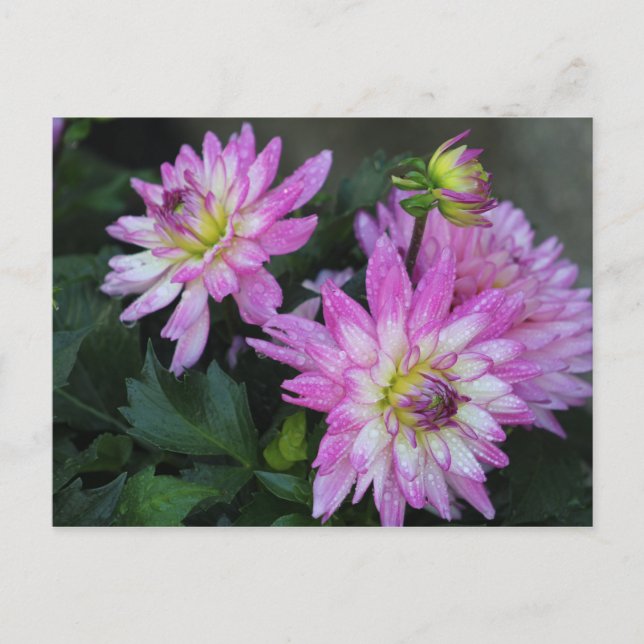 Pink Dahlia postcard (Front)