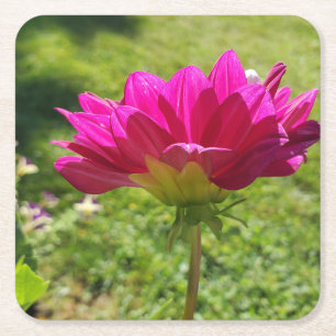Pink Dahlia Square Paper Coaster