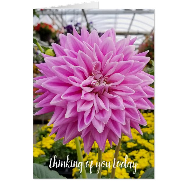 pink dahlia-thinking of you (Front)
