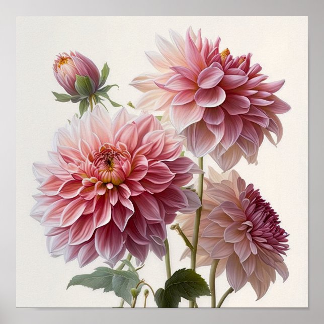 Pink Dahlias Flower Art Print Poster (Front)