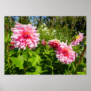 Pink Dahlias (Otto's Thrill) Poster