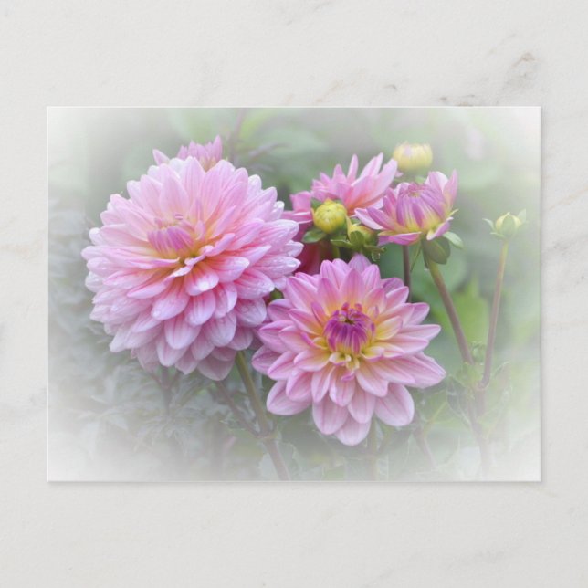 Pink Dahlias Postcard (Front)