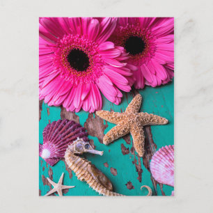 Pink Daises And Seahorse With Starfish Postcard