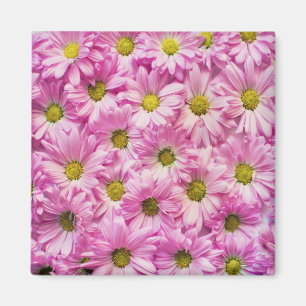 Pink Daises Magnet