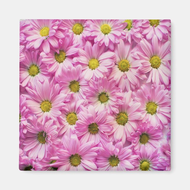 Pink Daises Magnet (Front)