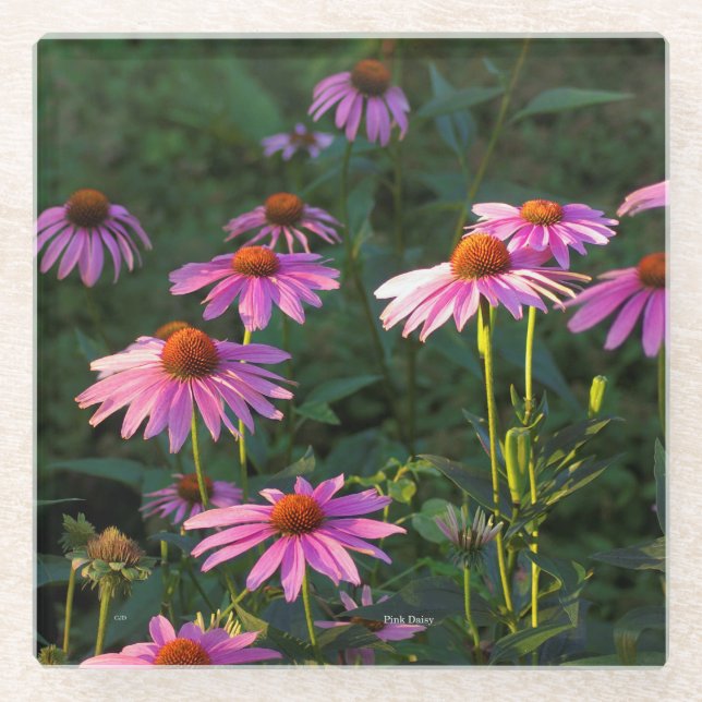 Pink Daisies glass coaster (Front)