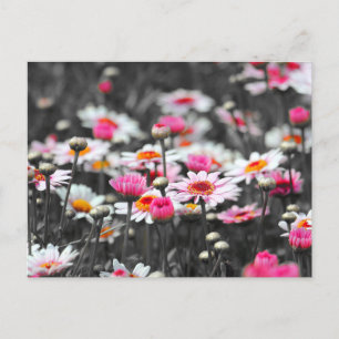Pink Daisies: Pink Flower Colour Splash Photograph Postcard
