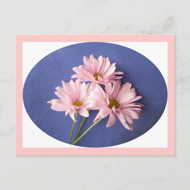 Pink Daisies Postcard (Front)