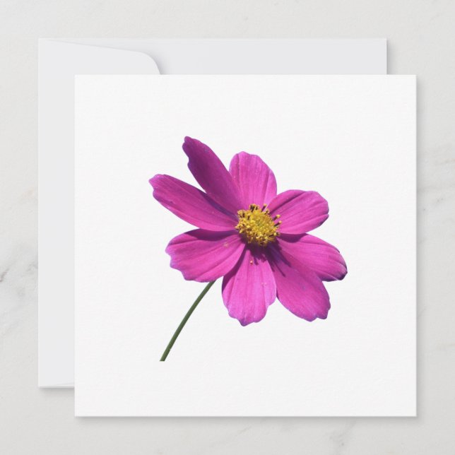 PINK DAISY, BLANK ALL OCCASION CARD (Front)