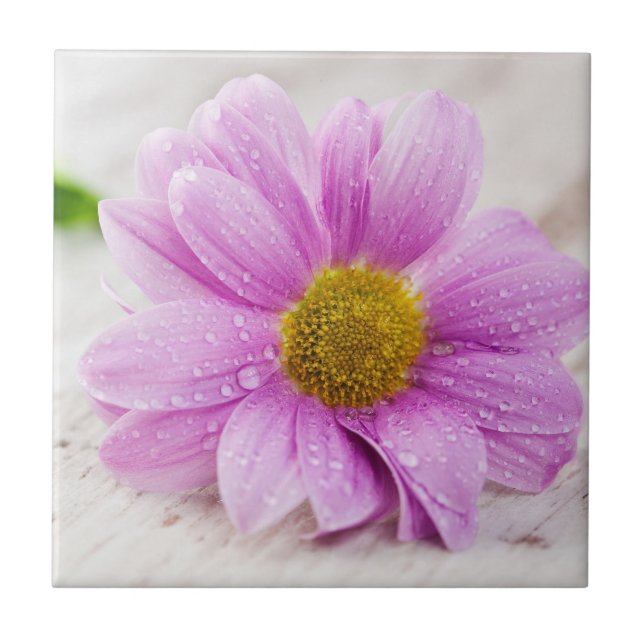 Pink Daisy Flower Ceramic Tile Coaster (Front)