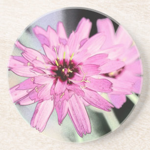 Pink daisy flower. Floral photo art. Coaster