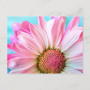 Pink Daisy Flower Postcard