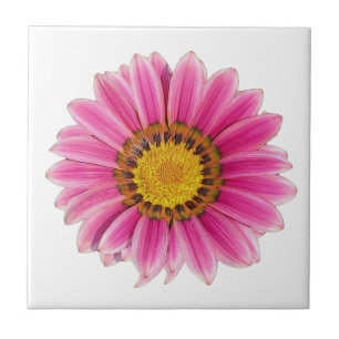 Pink Daisy Flower White Background Ceramic Tile
