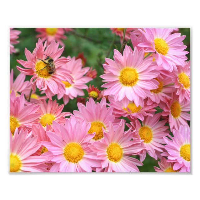 Pink Daisy Flowers And Bumble Bee 8x10 Photo Print (Front)