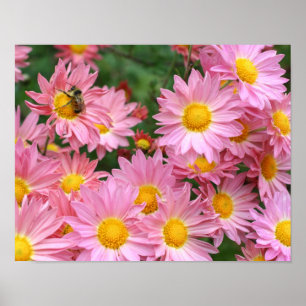 Pink Daisy Flowers And Bumble Bee Poster