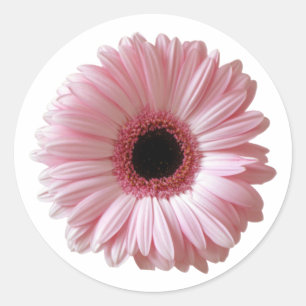 Pink Daisy Gerbera Classic Round Sticker