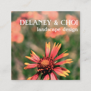 Pink Daisy Photo Landscaper Garden Wildflower Square Business Card