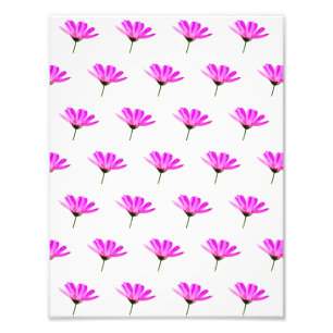 Pink Daisy  Photo Print
