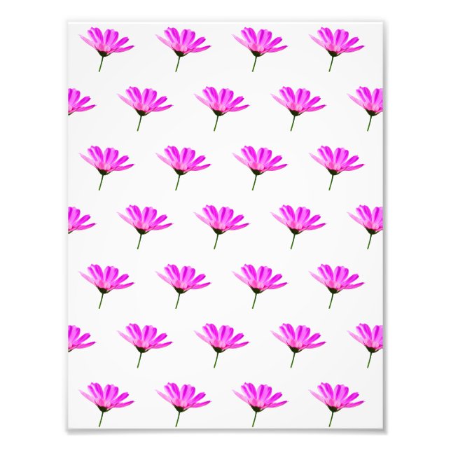 Pink Daisy  Photo Print (Front)