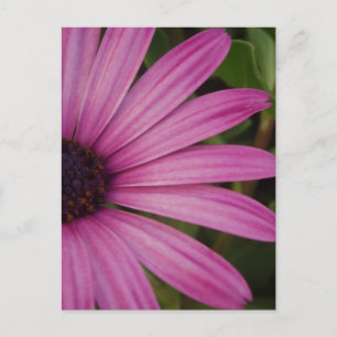 Pink Daisy Postcard