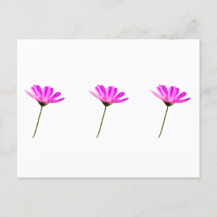 Pink Daisy Postcard
