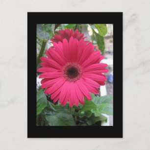 Pink Daisy Postcard