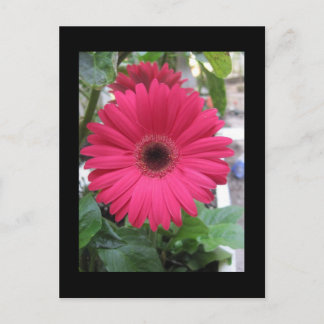 Pink Daisy Postcard