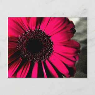 Pink Daisy Postcard