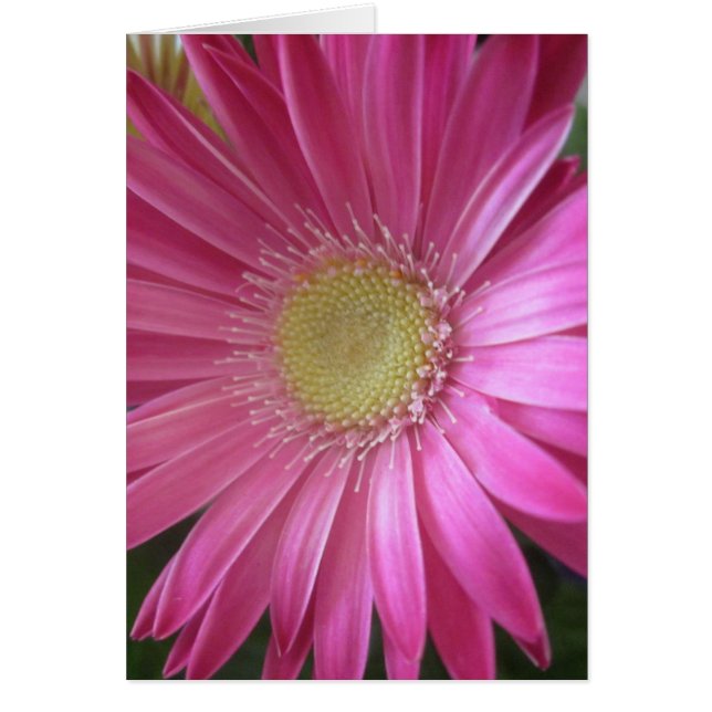 Pink Daisy Princess (Front)