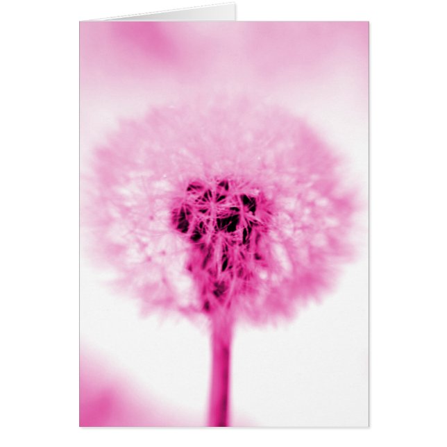 Pink Dandelion (Front)