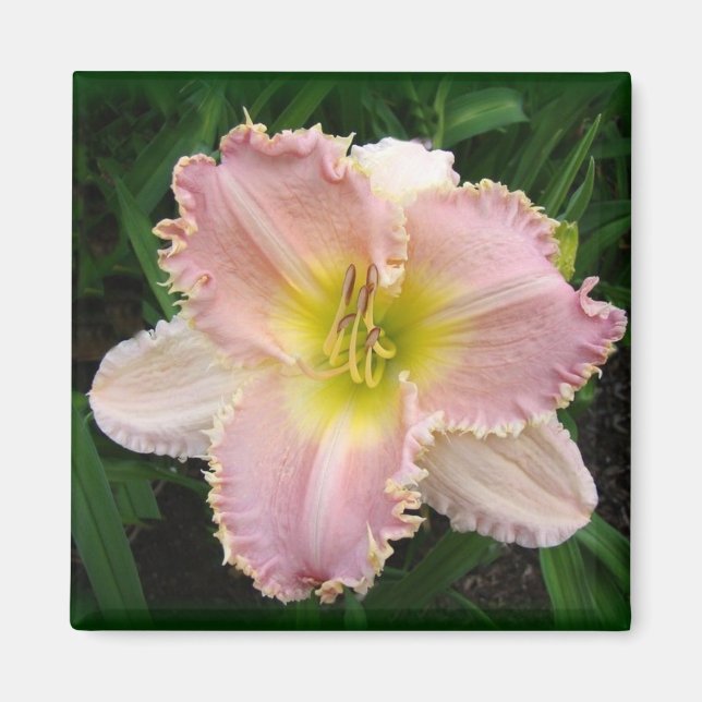 Pink Day Lily It's got teeth square 2x2 magnet (Front)