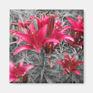 Pink Daylilies Flowers Magnet