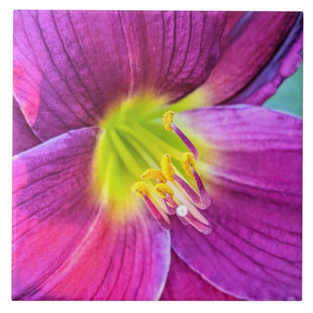 Pink Daylily Bloom Floral Ceramic Tile (Front)