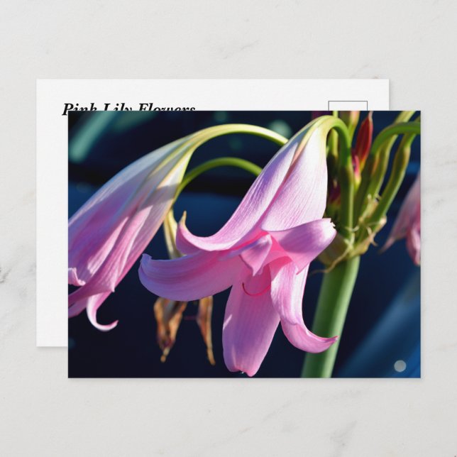 Pink Daylily Flowers Postcard (Front/Back)