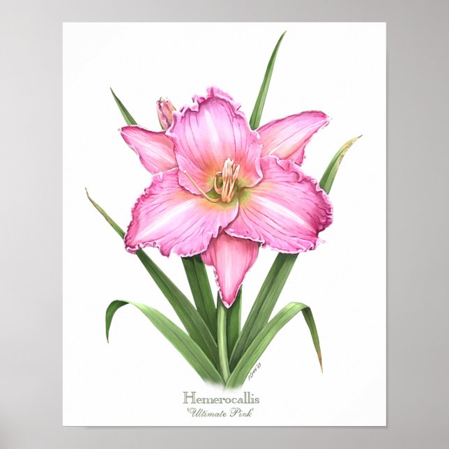 Pink Daylily Original Art Print (Front)