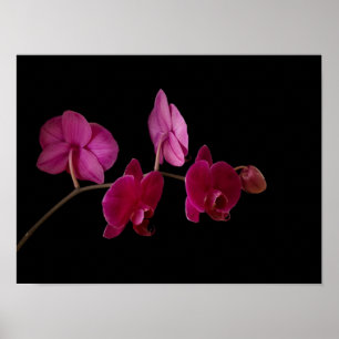 Pink Dendrobium Orchid - Customised Flowers Poster