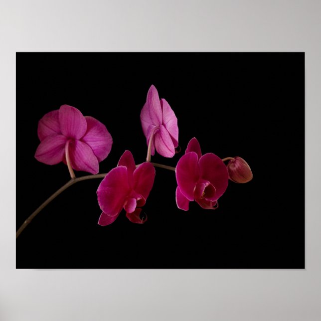 Pink Dendrobium Orchid - Customised Flowers Poster (Front)