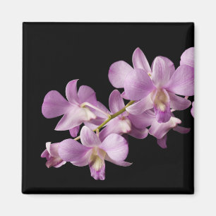 Pink Dendrobium Orchid Flower on Black - Orchids Magnet