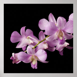 Pink Dendrobium Orchid Flower on Black - Orchids Poster
