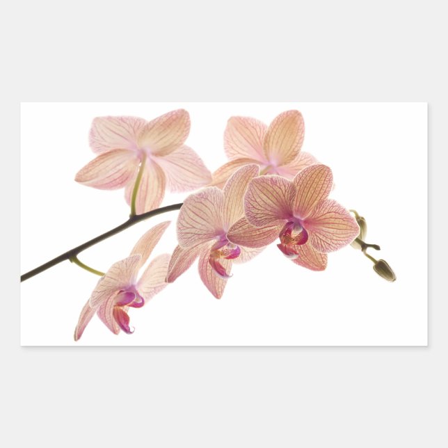 Pink Dendrobium Orchid Flower - Orchids Template Rectangular Sticker (Front)